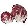 Radicchio Rosso Tondo Bio