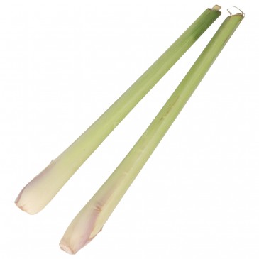 LEMONGRASS CITRONELLA FRESCO MZ (UGANDA) BIO