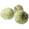 Cherimolia Biologica frutto