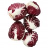 Radicchio rosso a cuore biologico