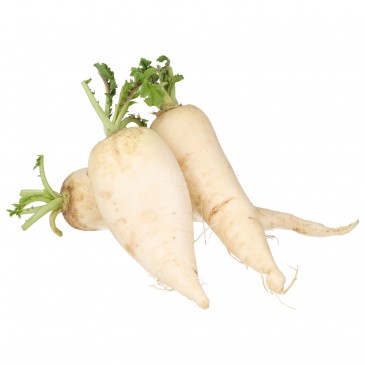 DAIKON (BIO)