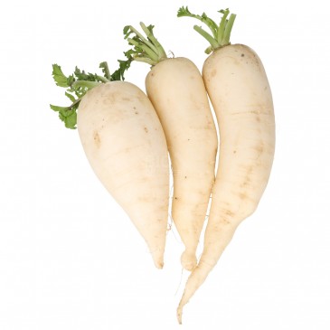 DAIKON (BIO)